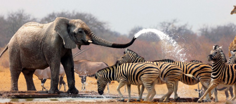 south africa safari elephant spraying zebras